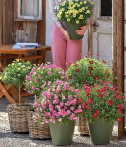 Dehner Terrassenpflanzen|Margeriten > Margerite, Busch