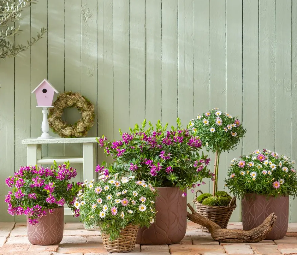 Dehner Terrassenpflanzen|Margeriten > Margerite, Busch