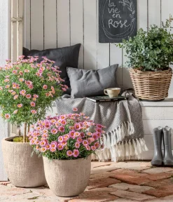Dehner Terrassenpflanzen|Margeriten > Margerite, Busch