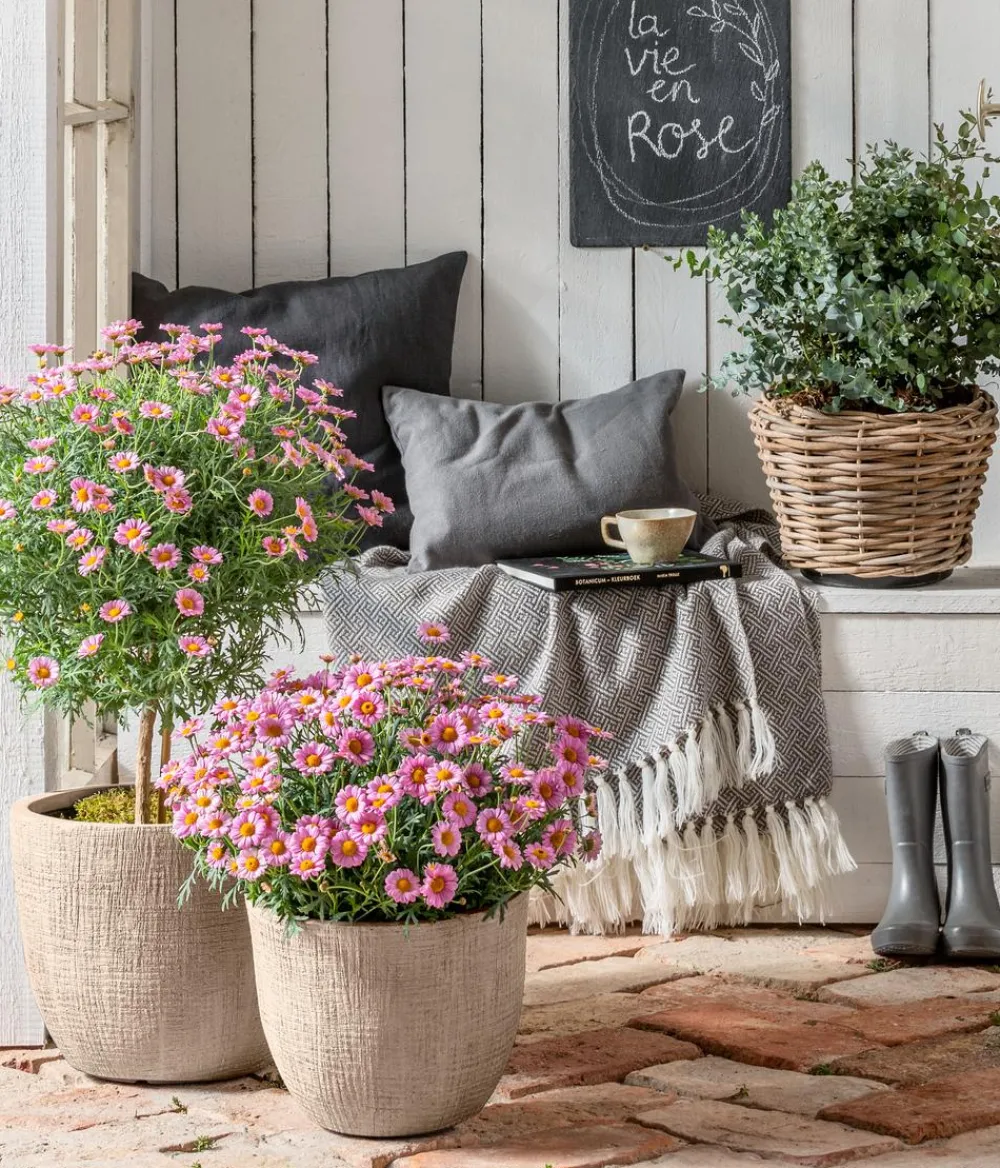 Dehner Terrassenpflanzen|Margeriten > Margerite, Busch