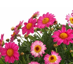 Dehner Terrassenpflanzen|Margeriten > Margerite, Busch