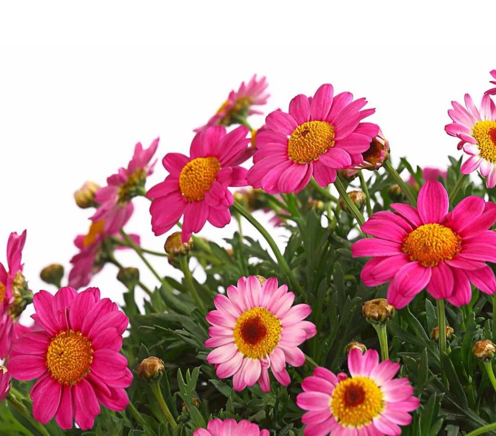 Dehner Terrassenpflanzen|Margeriten > Margerite, Busch