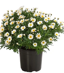 Dehner Terrassenpflanzen|Margeriten > Margerite, Busch