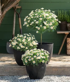 Dehner Terrassenpflanzen|Margeriten > Margerite, Busch
