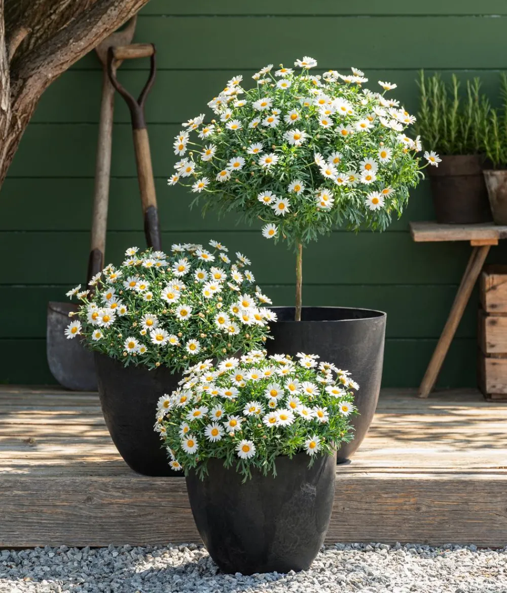 Dehner Terrassenpflanzen|Margeriten > Margerite, Busch