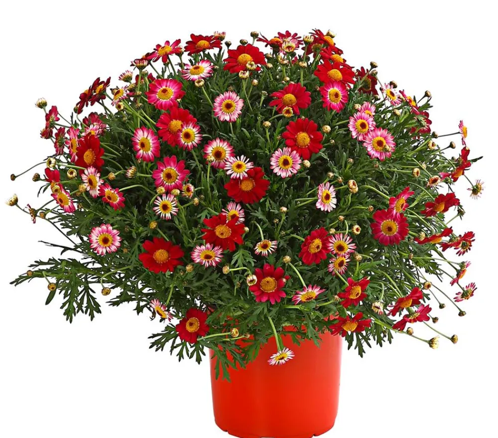 Dehner Terrassenpflanzen|Margeriten - Margerite, Busch Hellrot