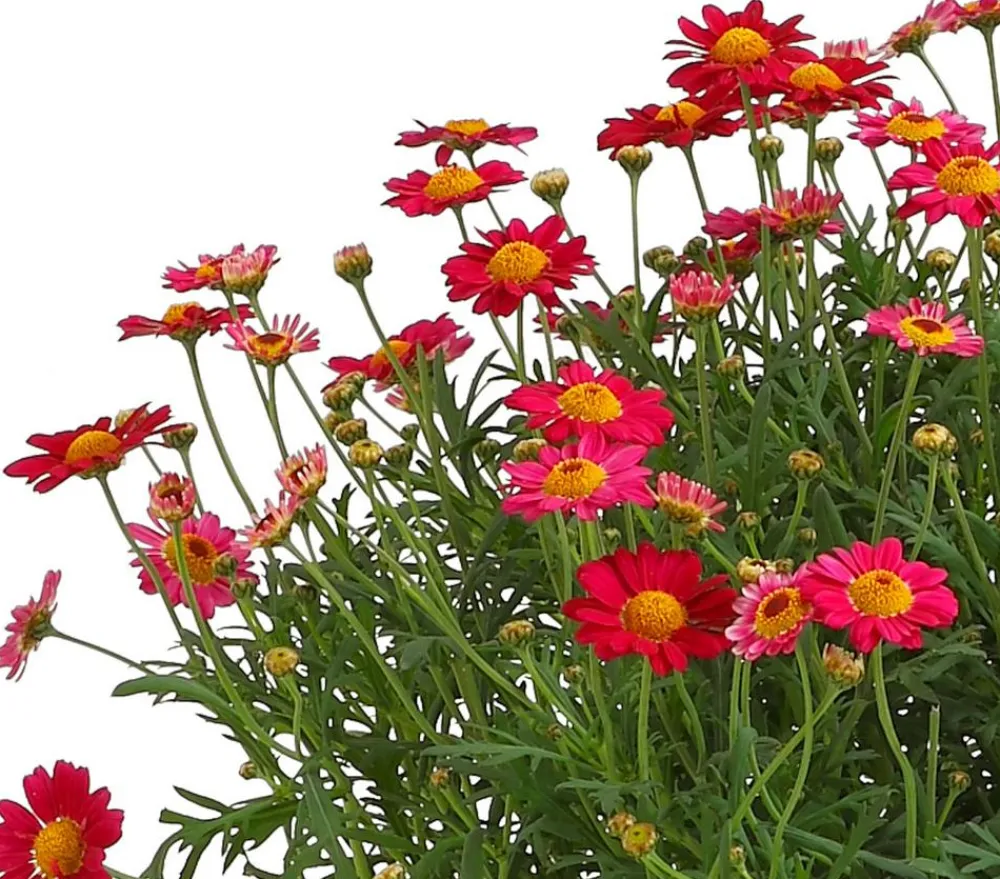 Dehner Terrassenpflanzen|Margeriten - Margerite, Busch Hellrot