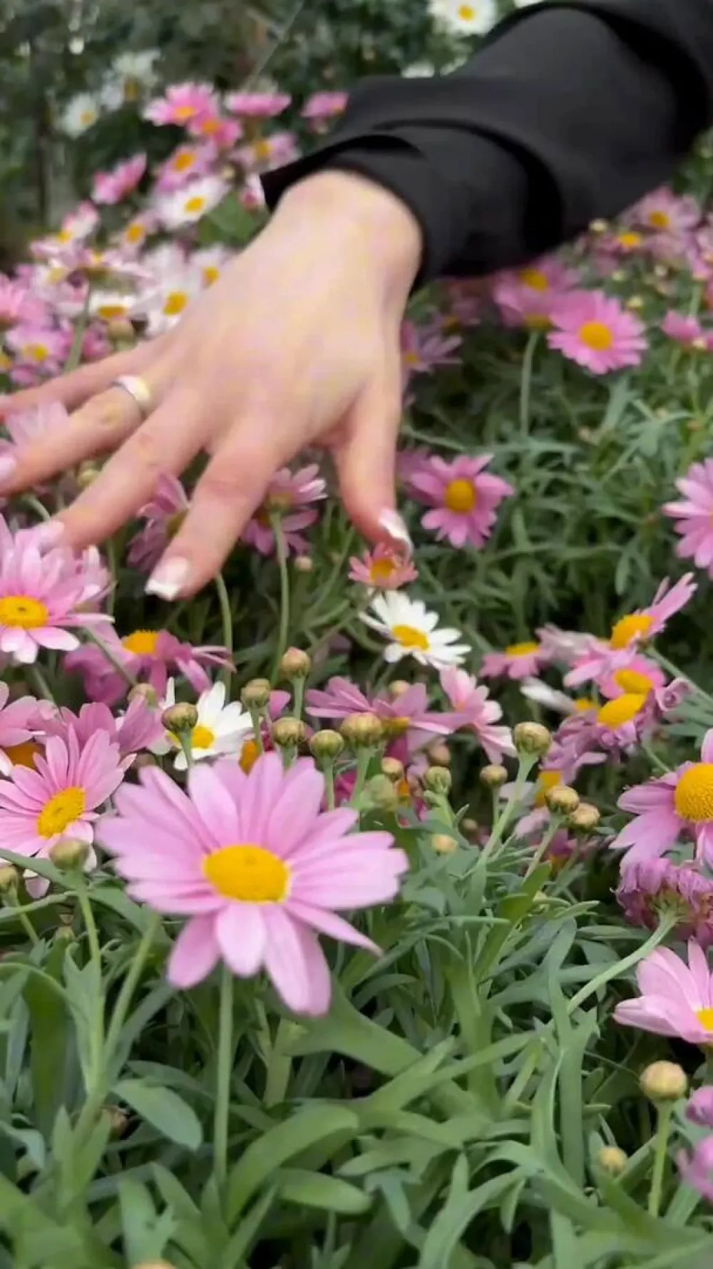 Dehner Terrassenpflanzen|Margeriten - Margerite, Busch Hellrot