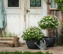 Dehner Terrassenpflanzen|Margeriten > Margerite, Busch,