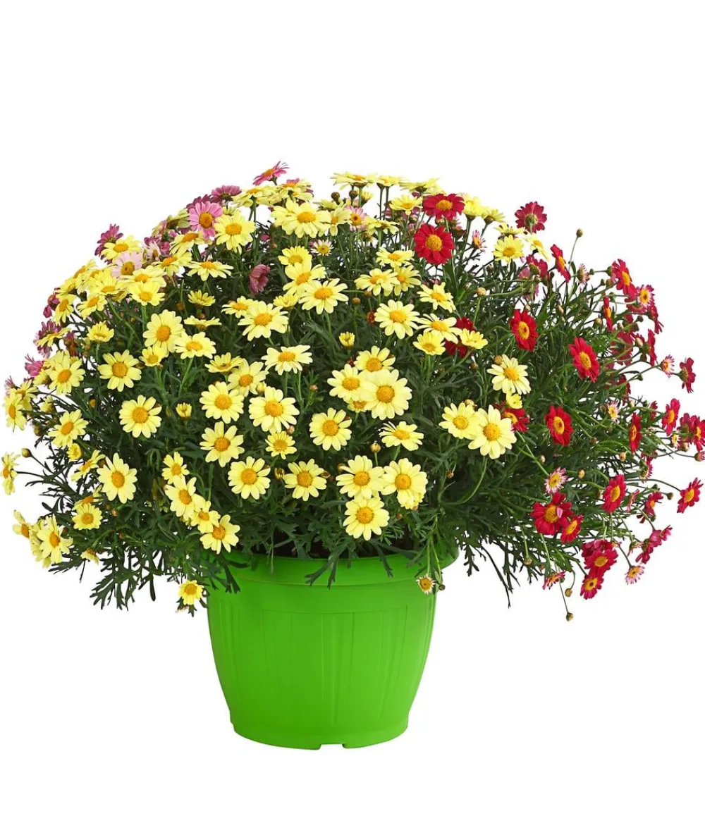 Dehner Terrassenpflanzen|Margeriten > Margeriten-Trio