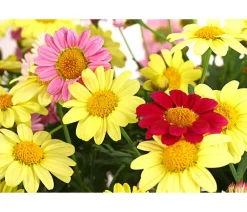 Dehner Terrassenpflanzen|Margeriten > Margeriten-Trio