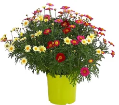 Dehner Terrassenpflanzen|Margeriten - Margeriten-Trio Bunt