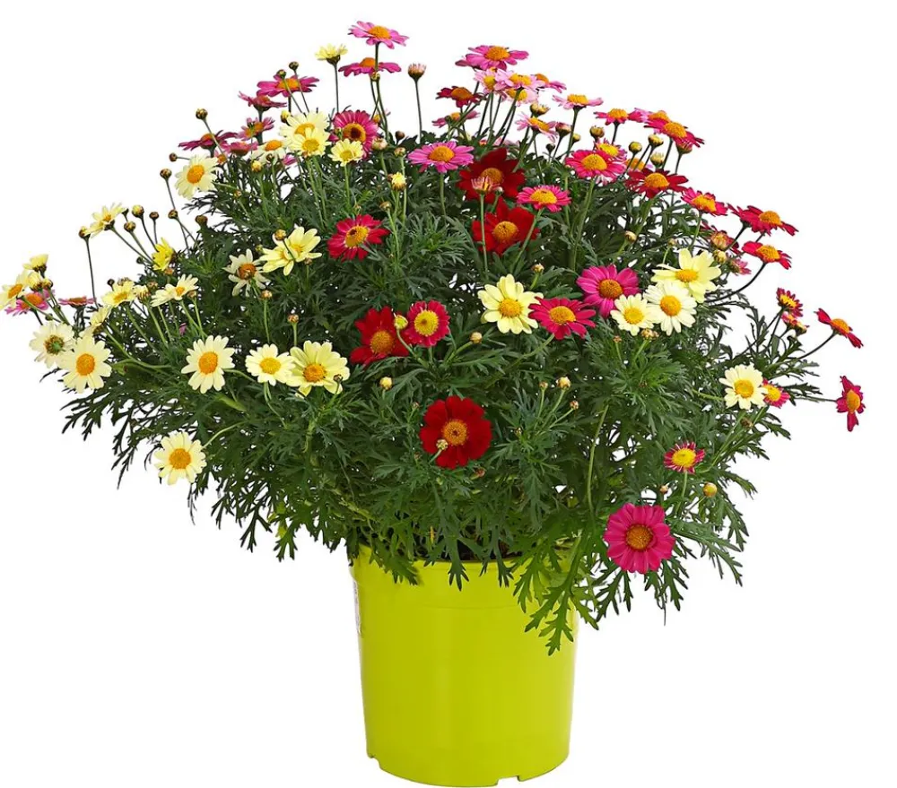 Dehner Terrassenpflanzen|Margeriten - Margeriten-Trio Bunt