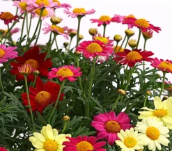 Dehner Terrassenpflanzen|Margeriten - Margeriten-Trio Bunt