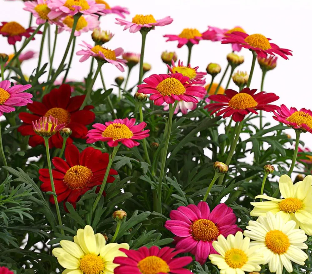 Dehner Terrassenpflanzen|Margeriten - Margeriten-Trio Bunt