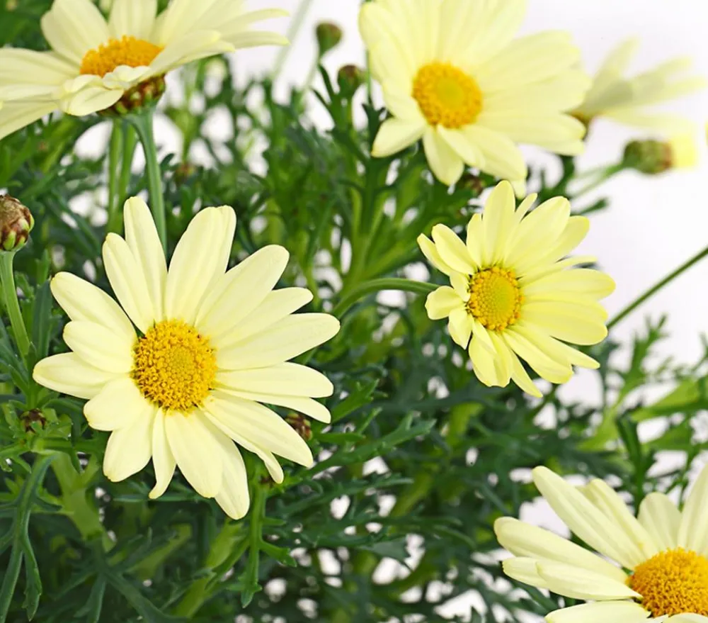 Dehner Terrassenpflanzen|Margeriten - Margerite, Stämmchen, verschiedene Farben