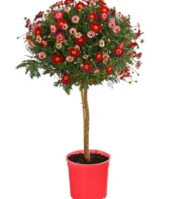 Dehner Terrassenpflanzen|Margeriten - Margerite, Stämmchen, verschiedene Farben