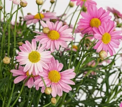 Dehner Terrassenpflanzen|Margeriten - Margerite, Stämmchen, verschiedene Farben