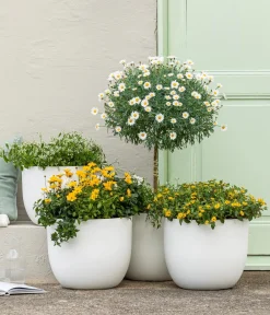 Dehner Terrassenpflanzen|Margeriten > Margerite, Stämmchen,