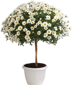 Dehner Terrassenpflanzen|Margeriten > Margerite, Stämmchen,