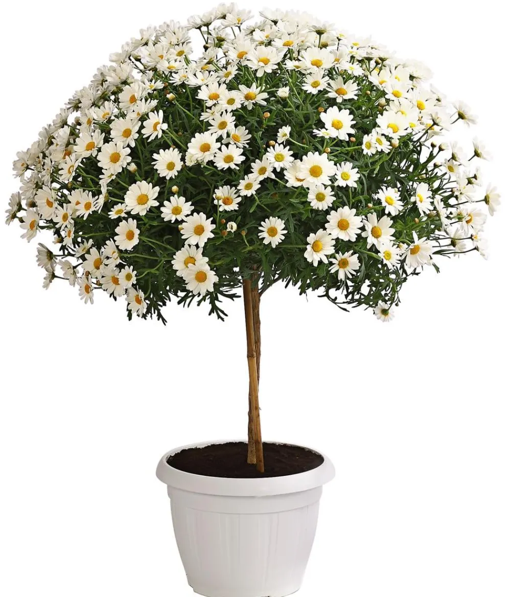 Dehner Terrassenpflanzen|Margeriten > Margerite, Stämmchen,