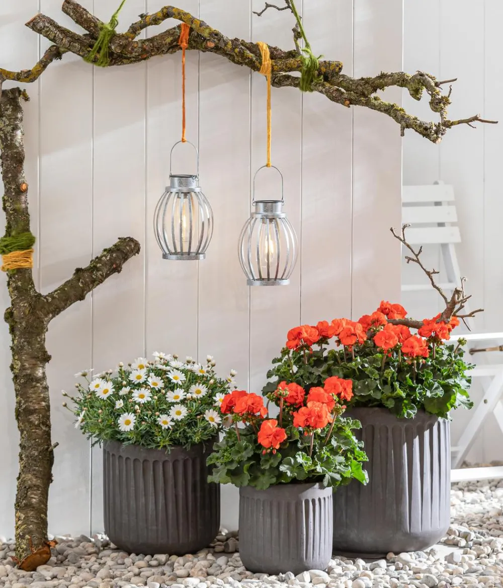 Dehner Terrassenpflanzen|Margeriten > Margerite,