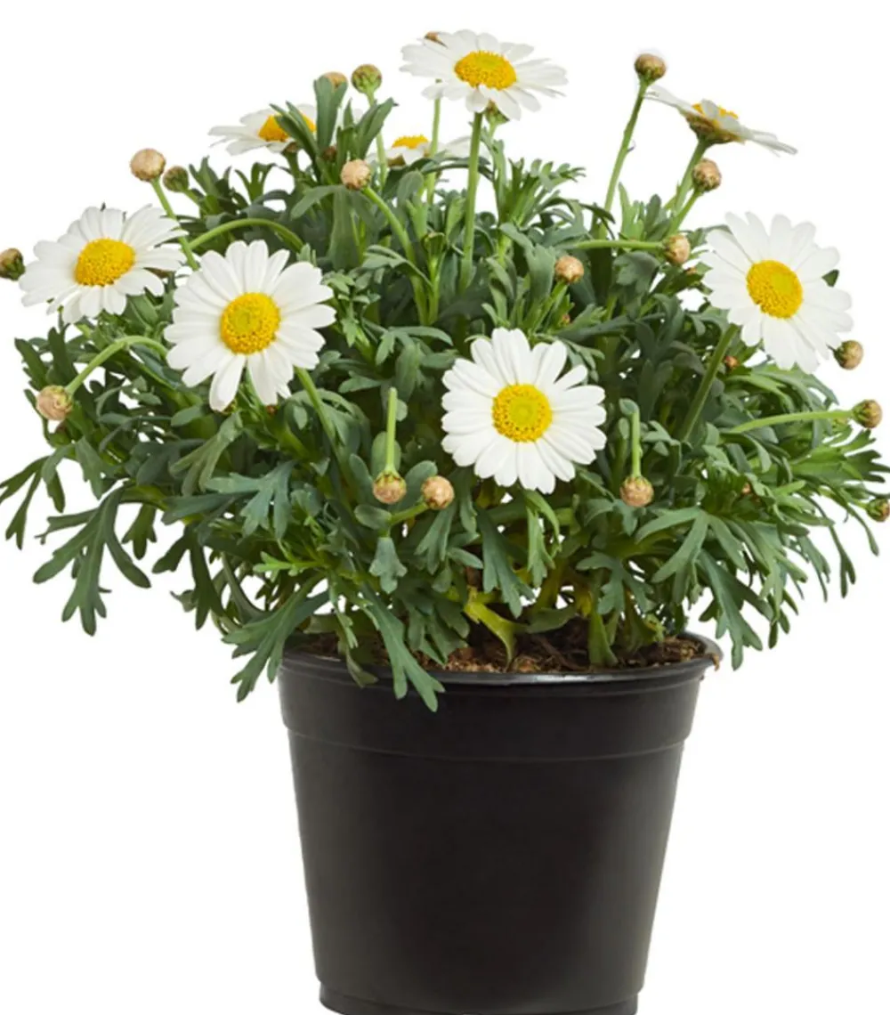 Dehner Terrassenpflanzen|Margeriten > Margerite,