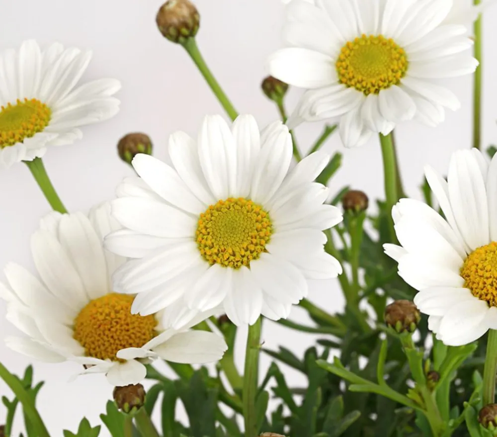 Dehner Terrassenpflanzen|Margeriten > Margerite,