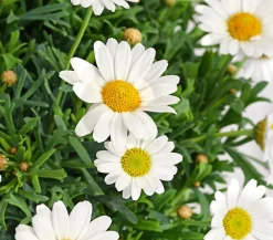 Dehner Terrassenpflanzen|Margeriten - Margerite, Weiß