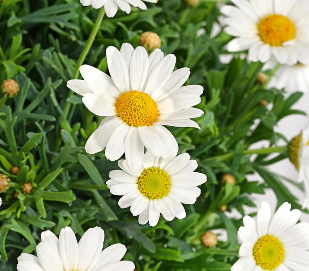 Dehner Terrassenpflanzen|Margeriten - Margerite, Weiß