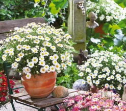 Dehner Terrassenpflanzen|Margeriten - Margerite, Weiß