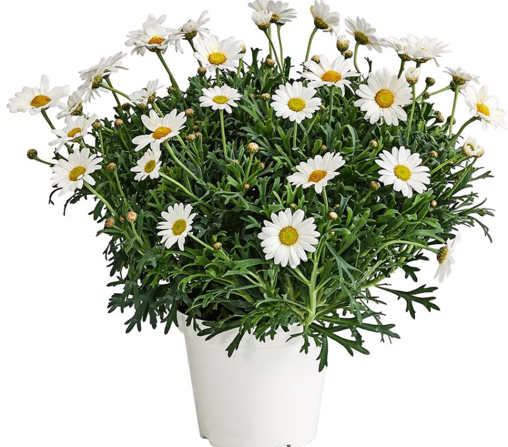 Dehner Terrassenpflanzen|Margeriten - Margerite, Weiß