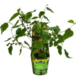 Dehner Weinreben & Gartenobst|Beerensträucher > Maulbeere 'Mojo Berry'