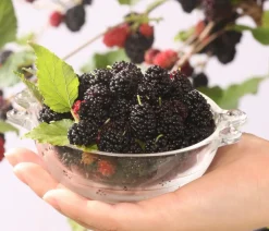 Dehner Weinreben & Gartenobst|Beerensträucher > Maulbeere 'Mojo Berry'