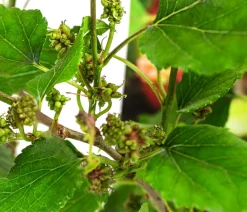 Dehner Weinreben & Gartenobst|Beerensträucher > Maulbeere 'Mojo Berry'