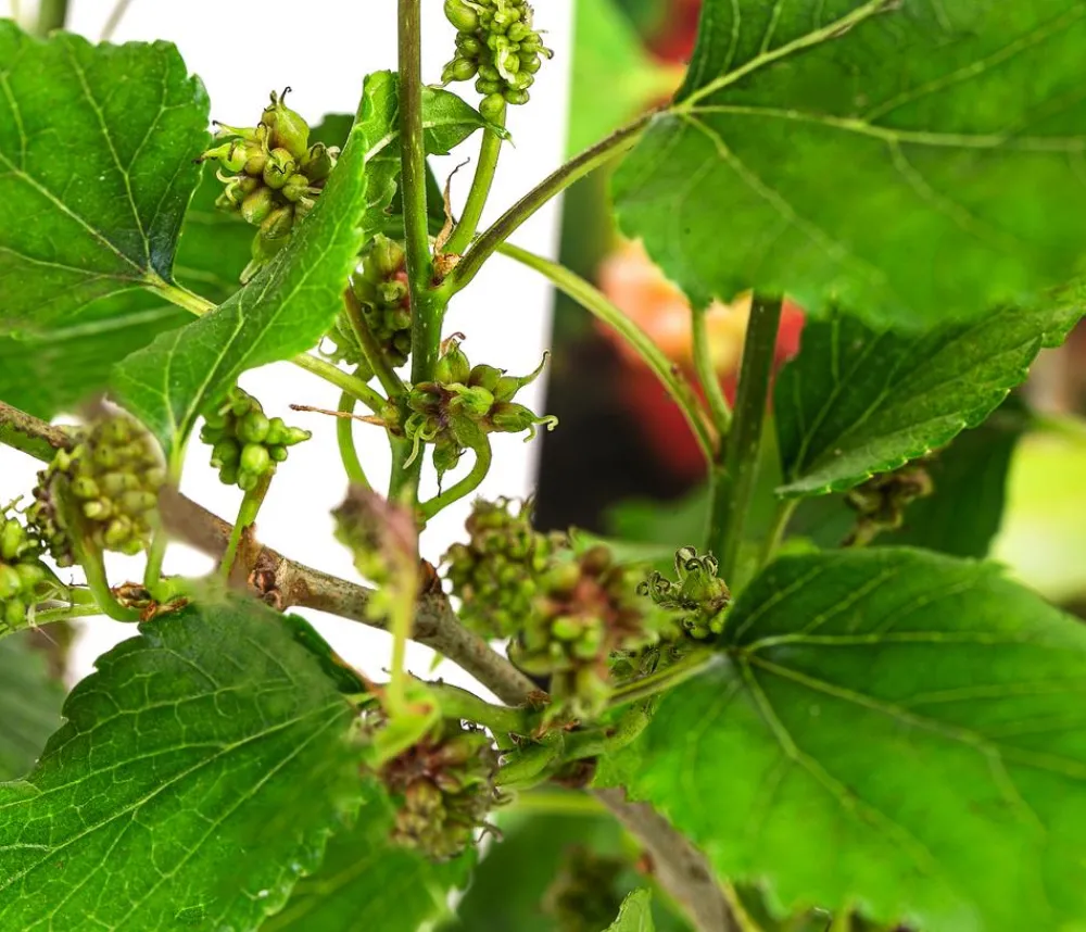 Dehner Weinreben & Gartenobst|Beerensträucher > Maulbeere 'Mojo Berry'