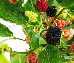Dehner Maulbeere 'Mojo Berry' Schwarz Sale