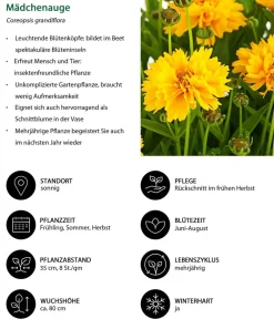 Dehner Sommerstauden > Mädchenauge
