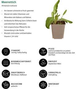 Dehner Meerrettich Grün Hot