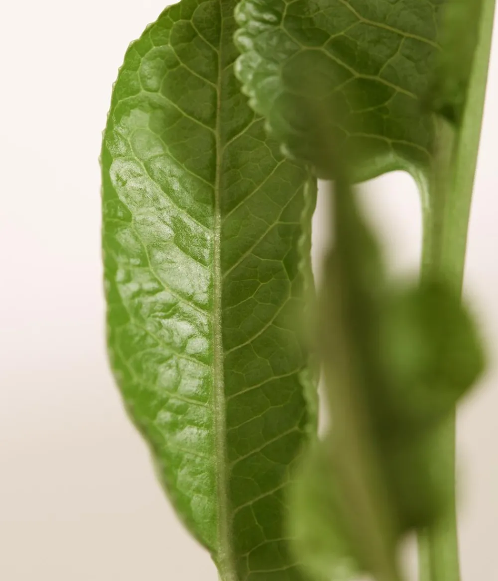 Dehner Meerrettich Grün Hot