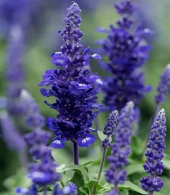 Dehner Terrassenpflanzen|Sommerblumen - Mehlsalbei