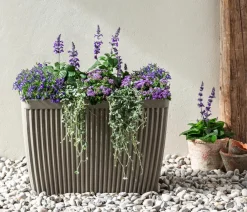Dehner Terrassenpflanzen|Sommerblumen - Mehlsalbei