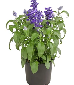 Dehner Terrassenpflanzen|Sommerblumen - Mehlsalbei