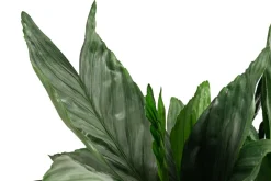 Dehner Grünpflanzen|Zimmerpalmen > Metallische Bergpalme - Chamaedorea metallica