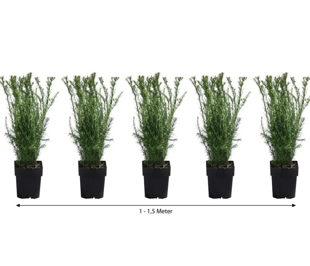 Dehner Heckenpflanzen|Koniferen > 1-1,5 Meter Becher-Eibe 'Groenland', 5 x ca. 50 cm