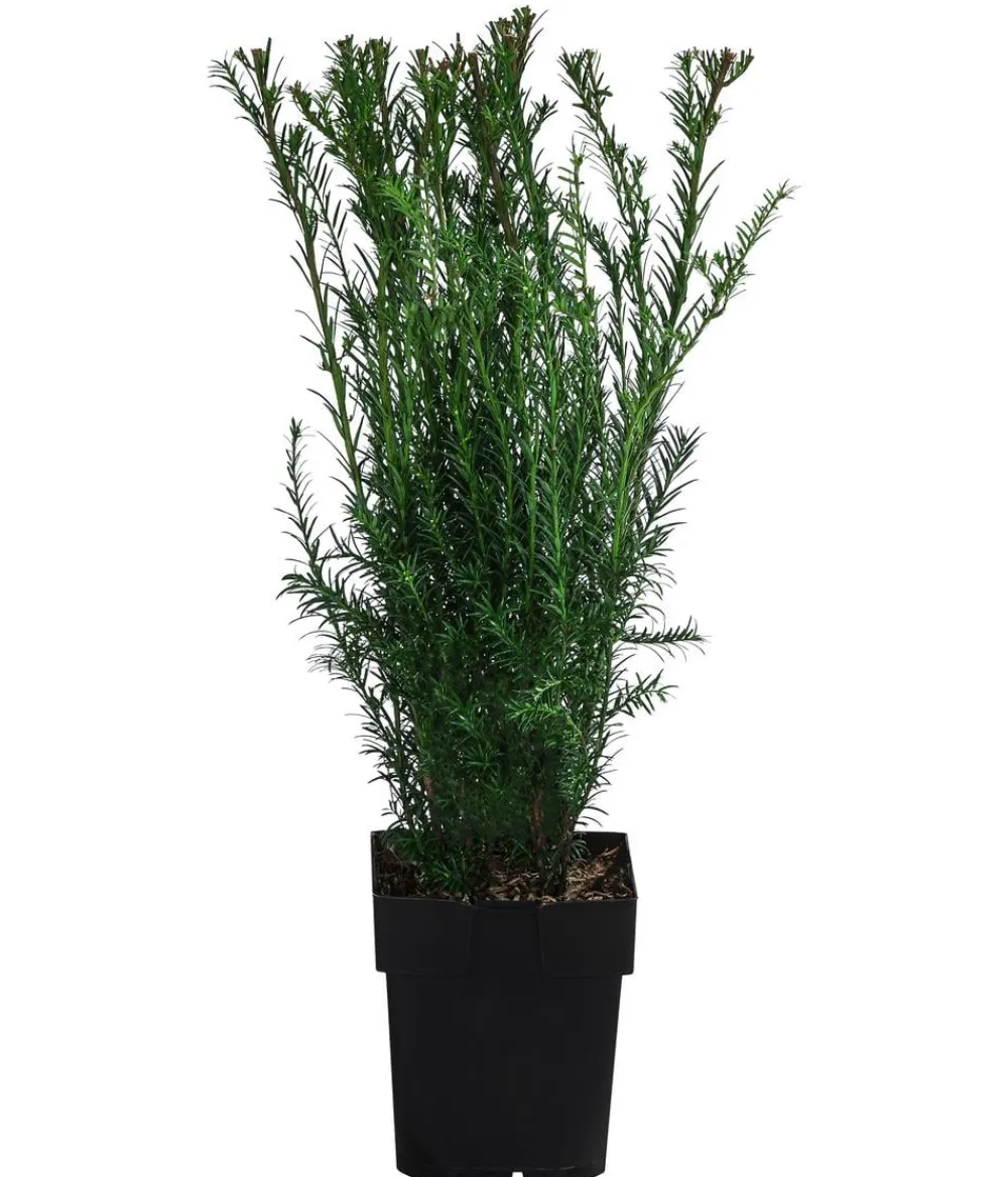 Dehner Heckenpflanzen|Koniferen > 1-1,5 Meter Becher-Eibe 'Groenland', 5 x ca. 50 cm