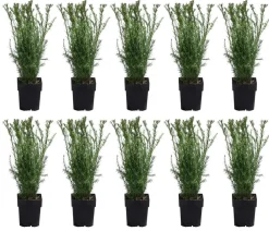 Dehner Heckenpflanzen|Koniferen - 2-3 Meter Becher-Eibe 'Groenland', 10 x ca. 50 cm Dunkelgrün
