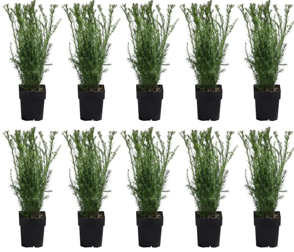 Dehner Heckenpflanzen|Koniferen - 2-3 Meter Becher-Eibe 'Groenland', 10 x ca. 50 cm Dunkelgrün