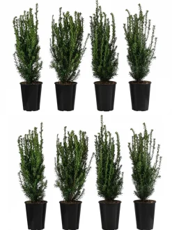 Dehner 2 Meter Becher-Eibe 'Hillii', 8 x ca. 60-70 cm Dunkelgrün Online