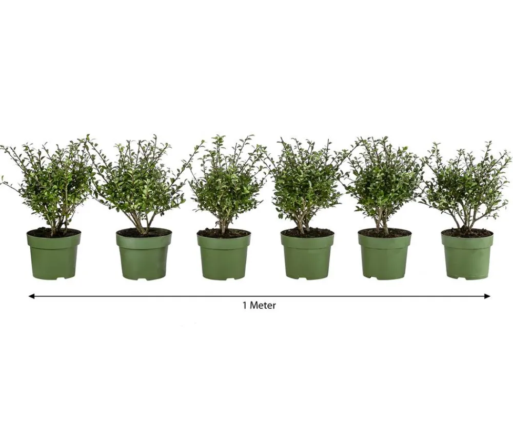 Dehner Laubgehölze|Heckenpflanzen > 1 Meter Berg-Ilex 'Glory Gem', 6 x ca. 20-25 cm